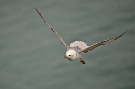 Fulmar